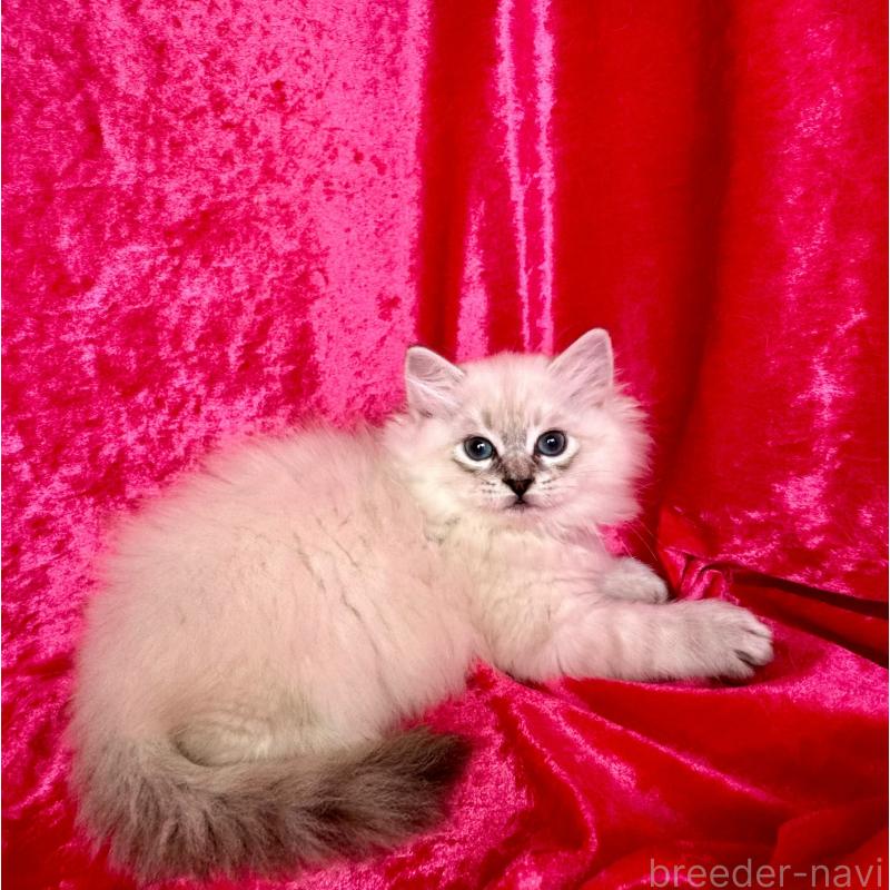 販売中の千葉県のサイベリアン-131116の4枚目