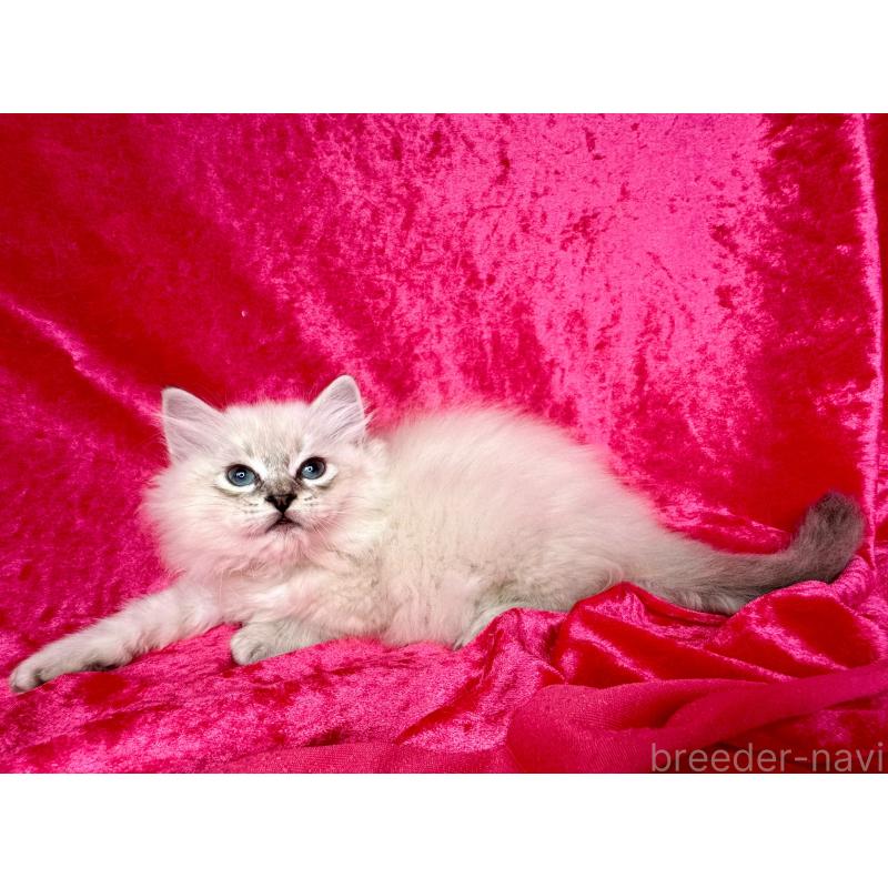 販売中の千葉県のサイベリアン-131116の3枚目