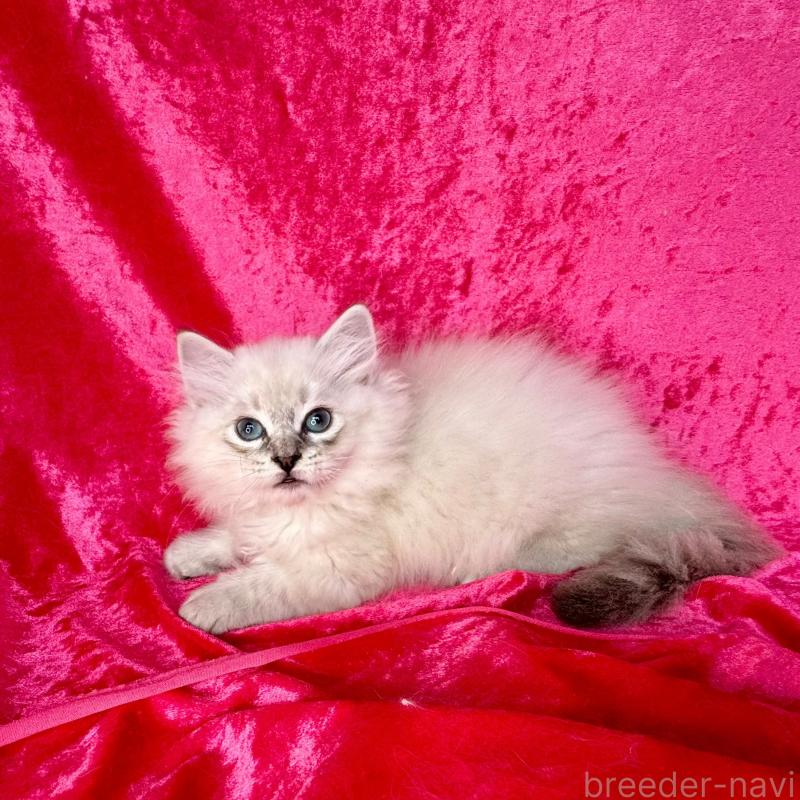 販売中の千葉県のサイベリアン-131116の2枚目