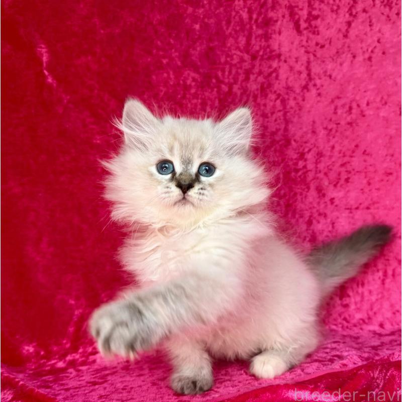 商談中の千葉県のサイベリアン-129463の9枚目