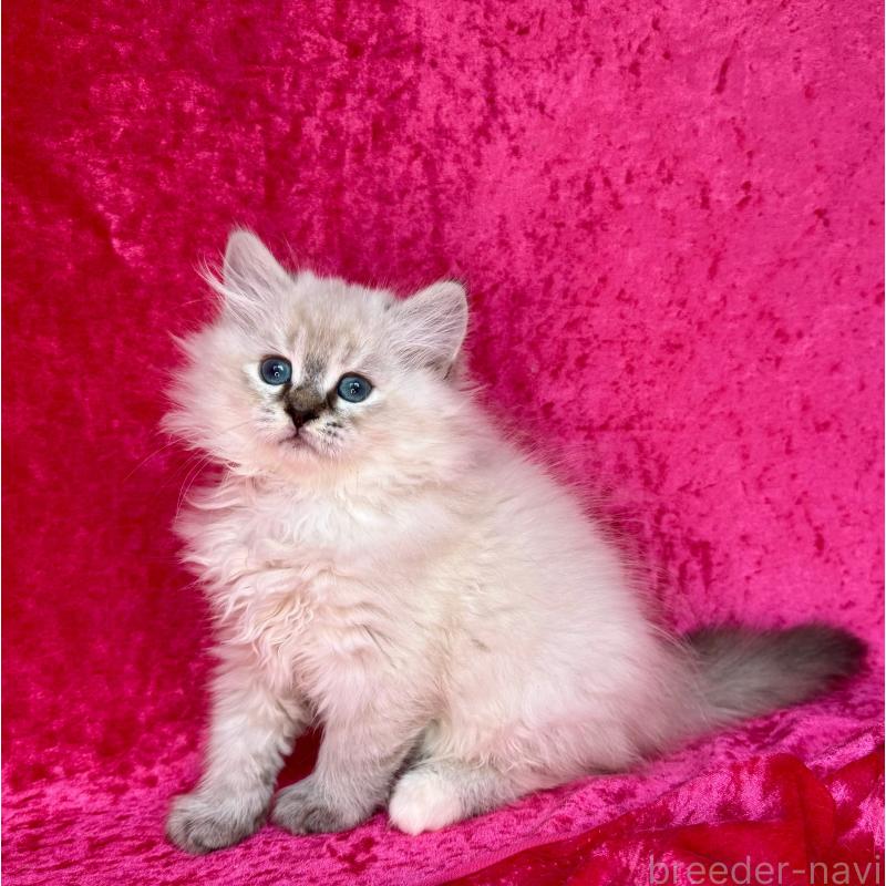 商談中の千葉県のサイベリアン-129463の8枚目