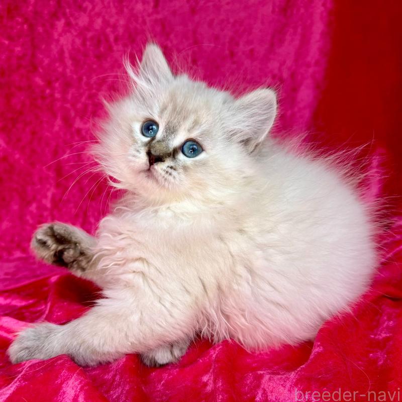 商談中の千葉県のサイベリアン-129463の7枚目