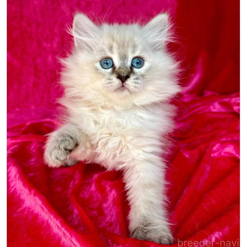 商談中の千葉県のサイベリアン-129463の6枚目