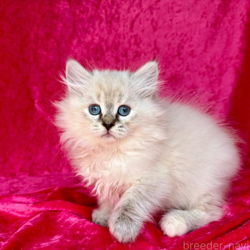 商談中の千葉県のサイベリアン-129463の5枚目