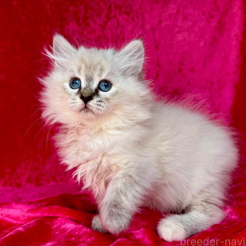 商談中の千葉県のサイベリアン-129463の4枚目