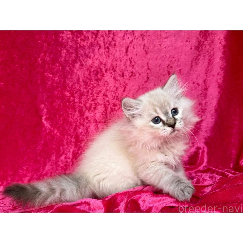 商談中の千葉県のサイベリアン-129463の3枚目