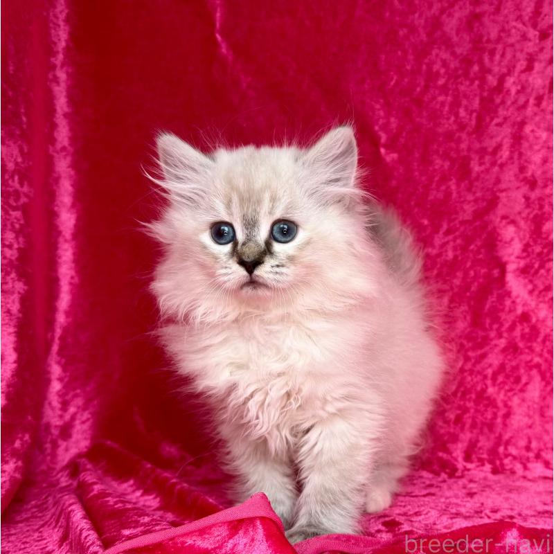 商談中の千葉県のサイベリアン-129463の2枚目