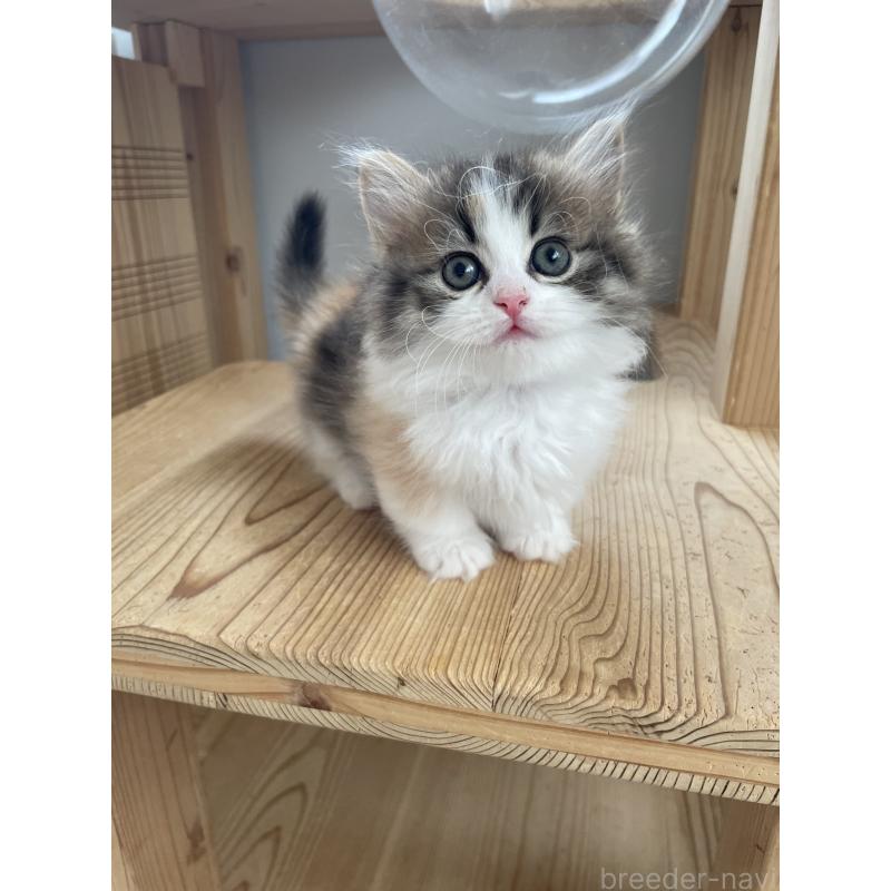 販売中の埼玉県のマンチカン(短足)-131117の1枚目