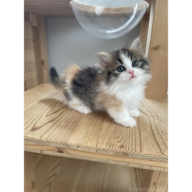 販売中の埼玉県のマンチカン(短足)-131117の9枚目