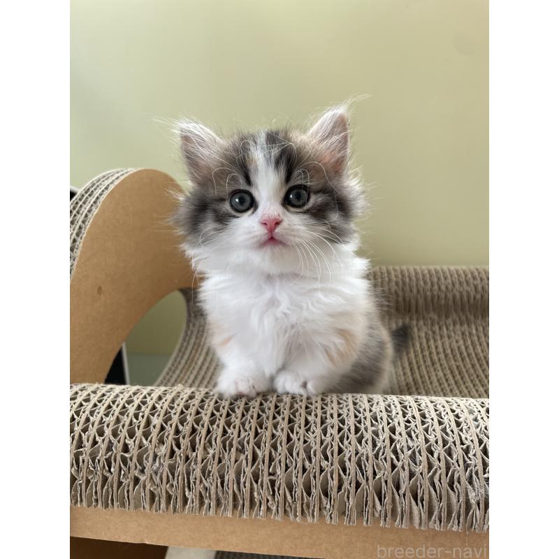 販売中の埼玉県のマンチカン(短足)-131117の7枚目