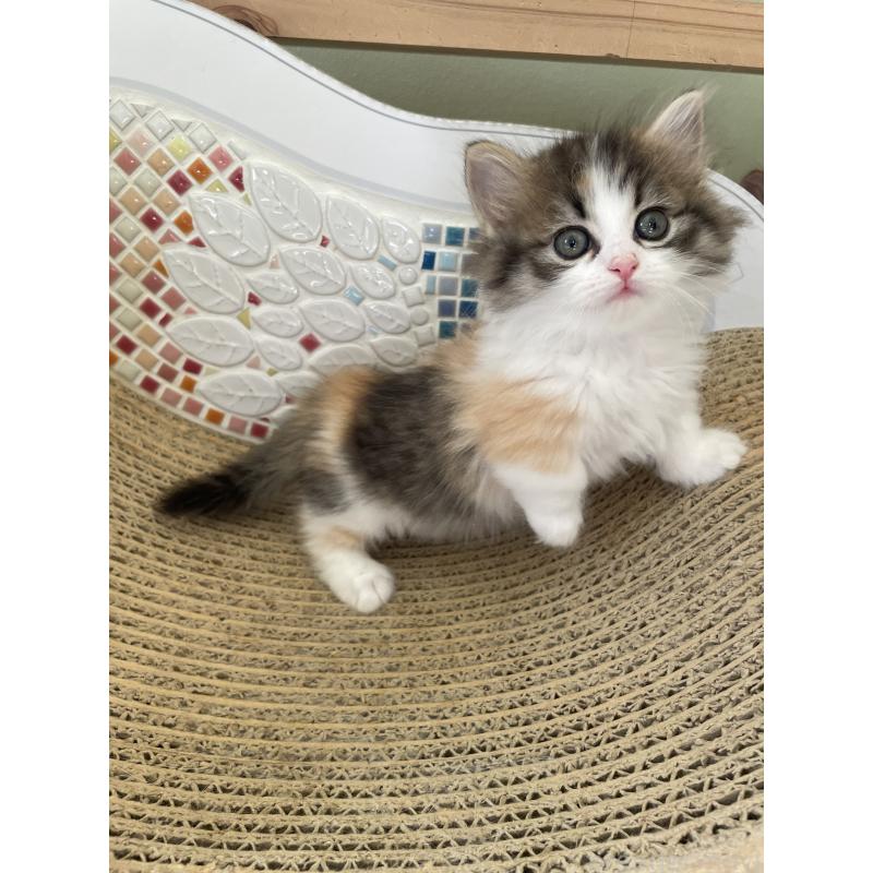 販売中の埼玉県のマンチカン(短足)-131117の6枚目