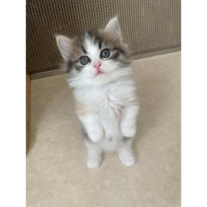 販売中の埼玉県のマンチカン(短足)-131117の4枚目