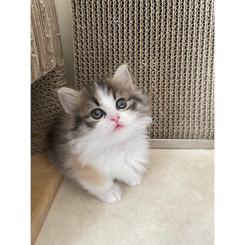 販売中の埼玉県のマンチカン(短足)-131117の3枚目