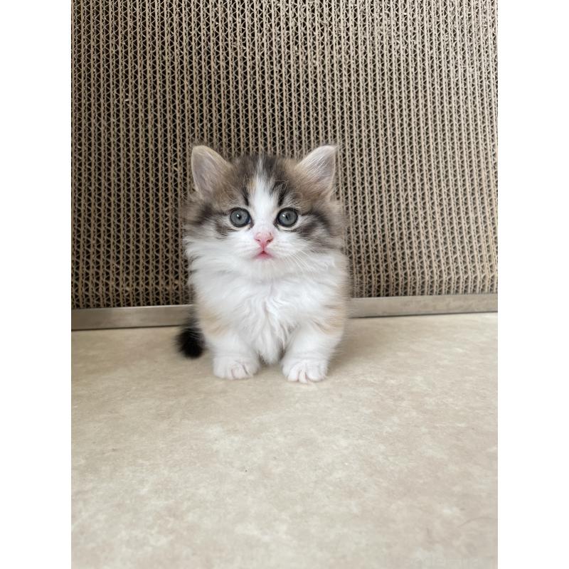 販売中の埼玉県のマンチカン(短足)-131117の2枚目