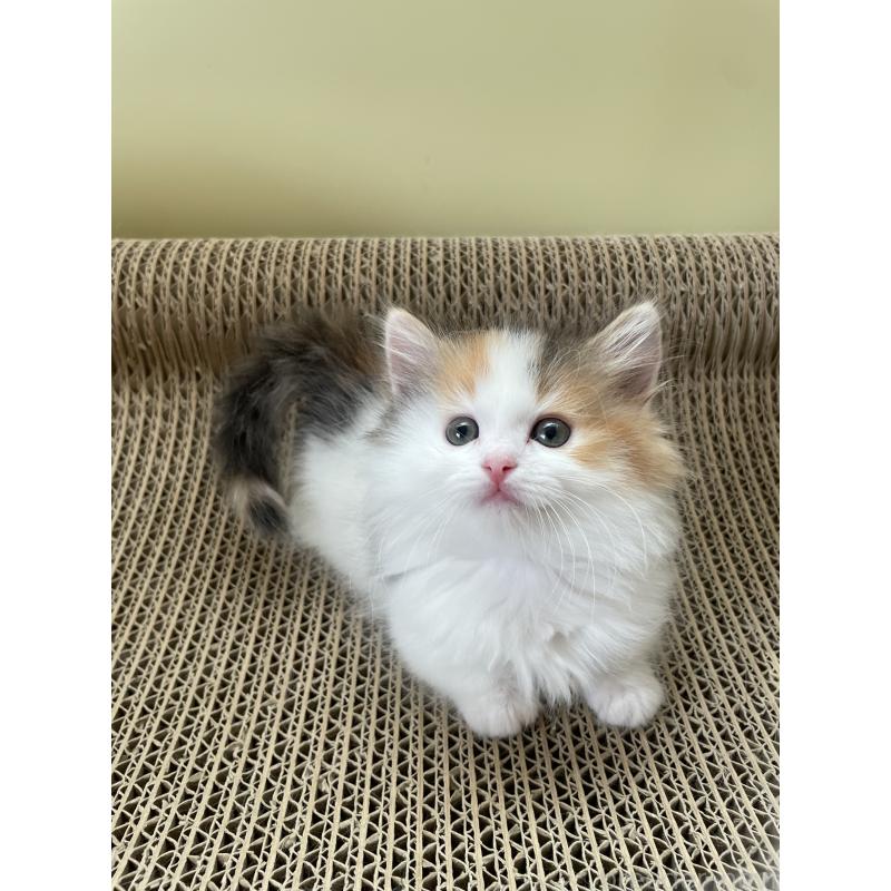 販売中の埼玉県のマンチカン(短足)-131118の9枚目