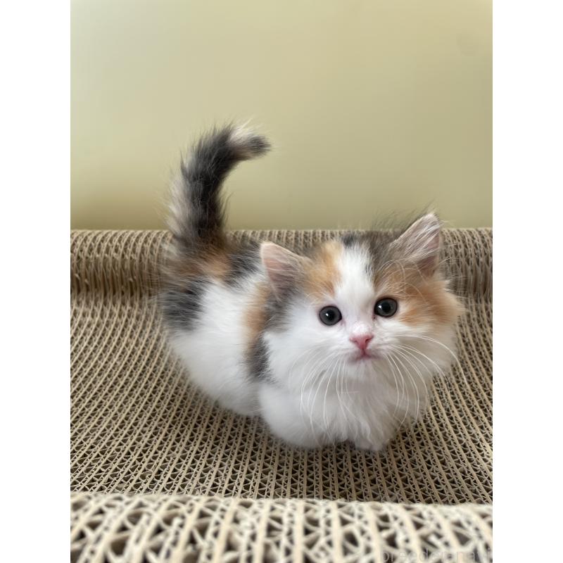 販売中の埼玉県のマンチカン(短足)-131118の8枚目