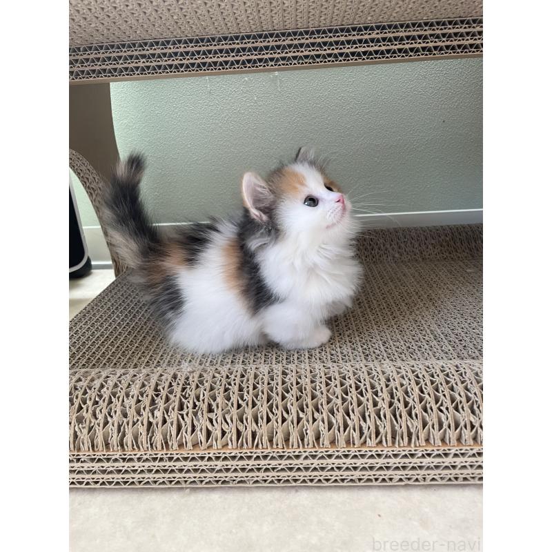 販売中の埼玉県のマンチカン(短足)-131118の6枚目