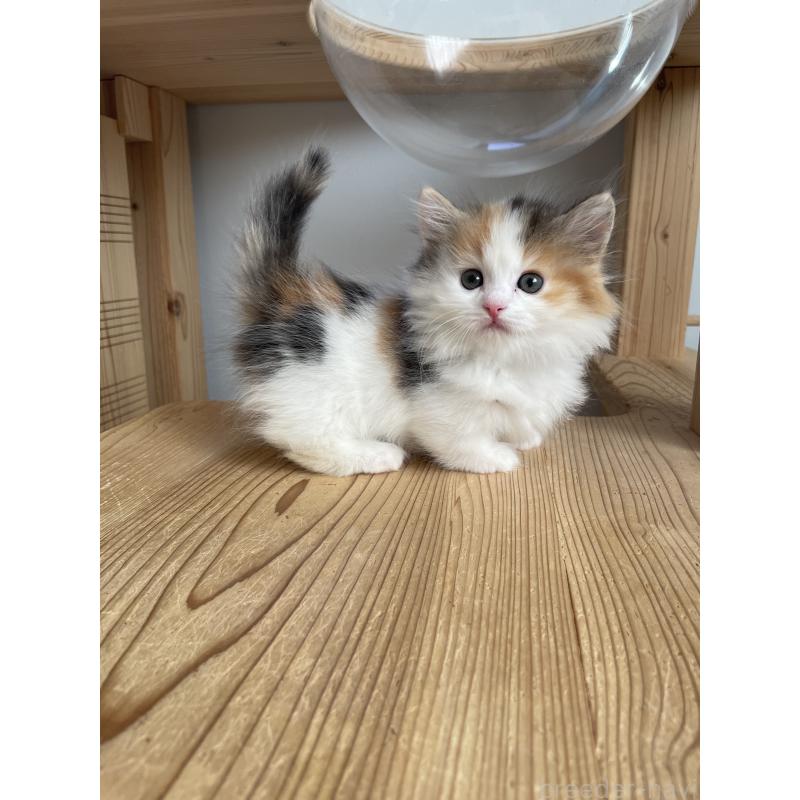 販売中の埼玉県のマンチカン(短足)-131118