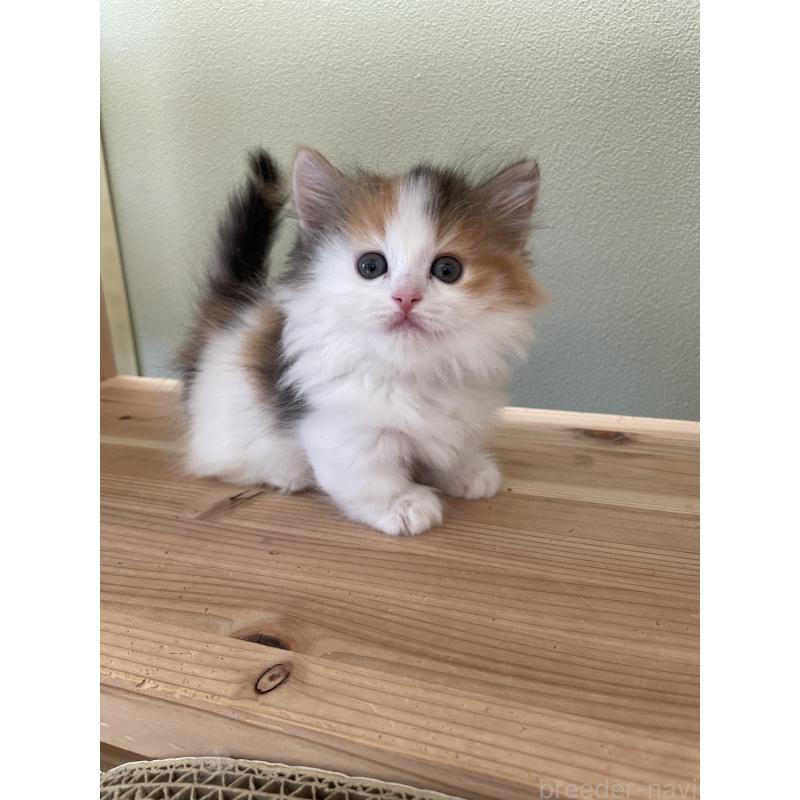 販売中の埼玉県のマンチカン(短足)-131118の4枚目