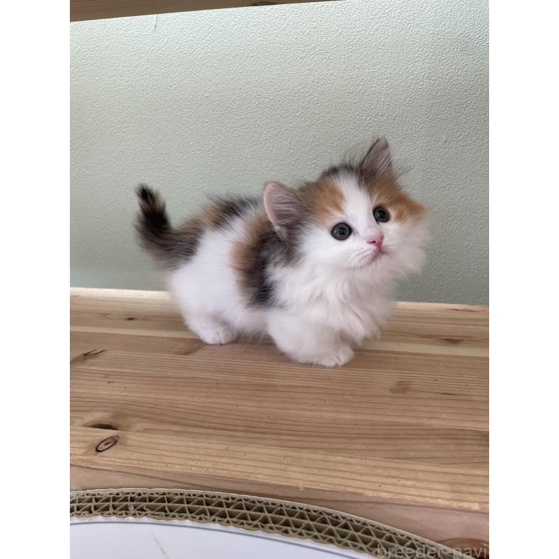 販売中の埼玉県のマンチカン(短足)-131118の3枚目