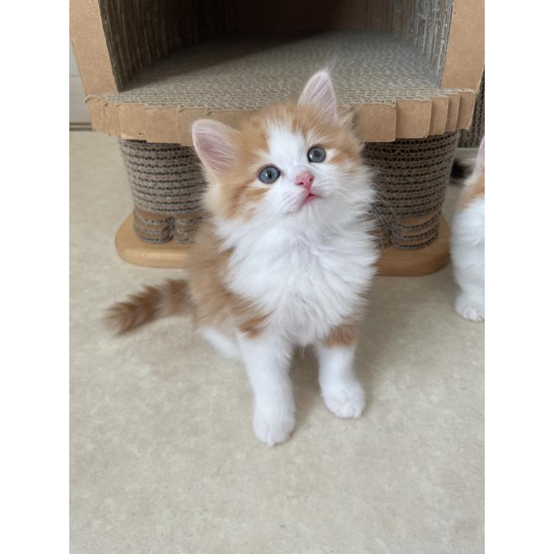 販売中の埼玉県のマンチカン-131119の7枚目