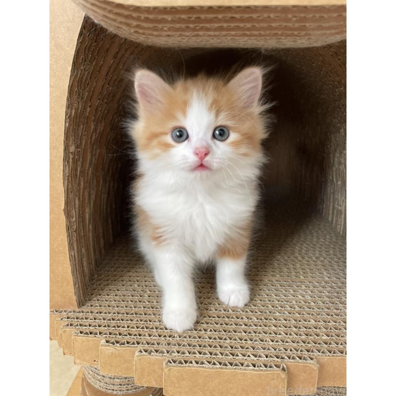 販売中の埼玉県のマンチカン-131119の6枚目