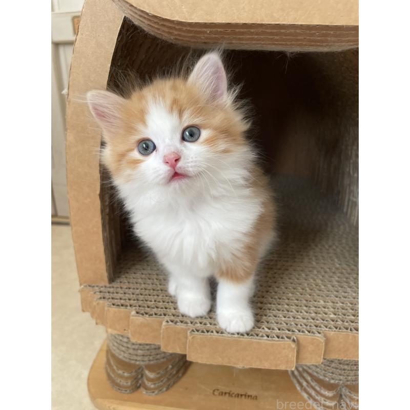 販売中の埼玉県のマンチカン-131119の5枚目