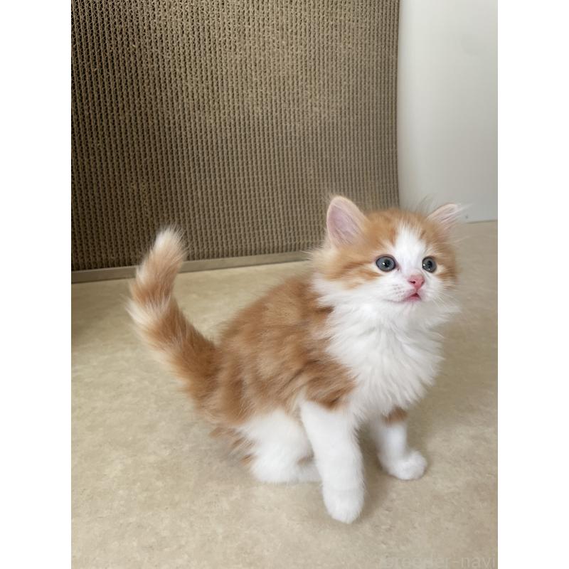 販売中の埼玉県のマンチカン-131119の4枚目