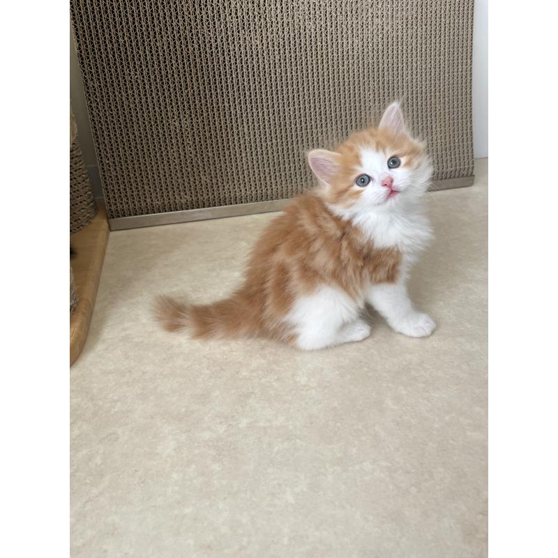 販売中の埼玉県のマンチカン-131119の3枚目