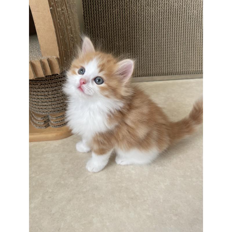 販売中の埼玉県のマンチカン-131119の2枚目