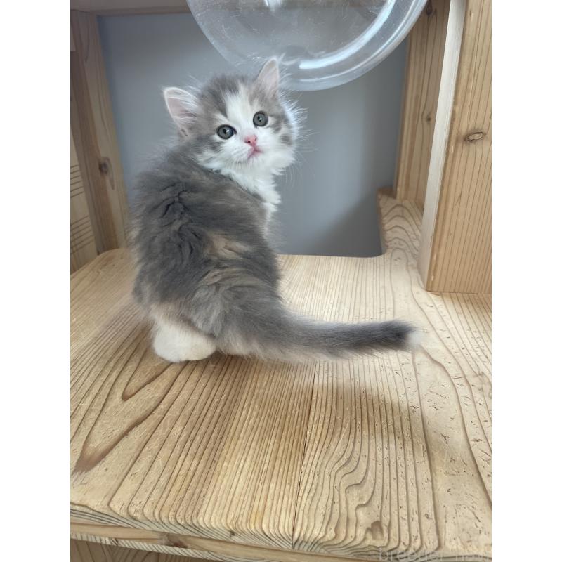 販売中の埼玉県のマンチカン-131120の7枚目