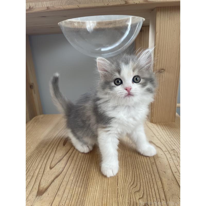 販売中の埼玉県のマンチカン-131120の6枚目