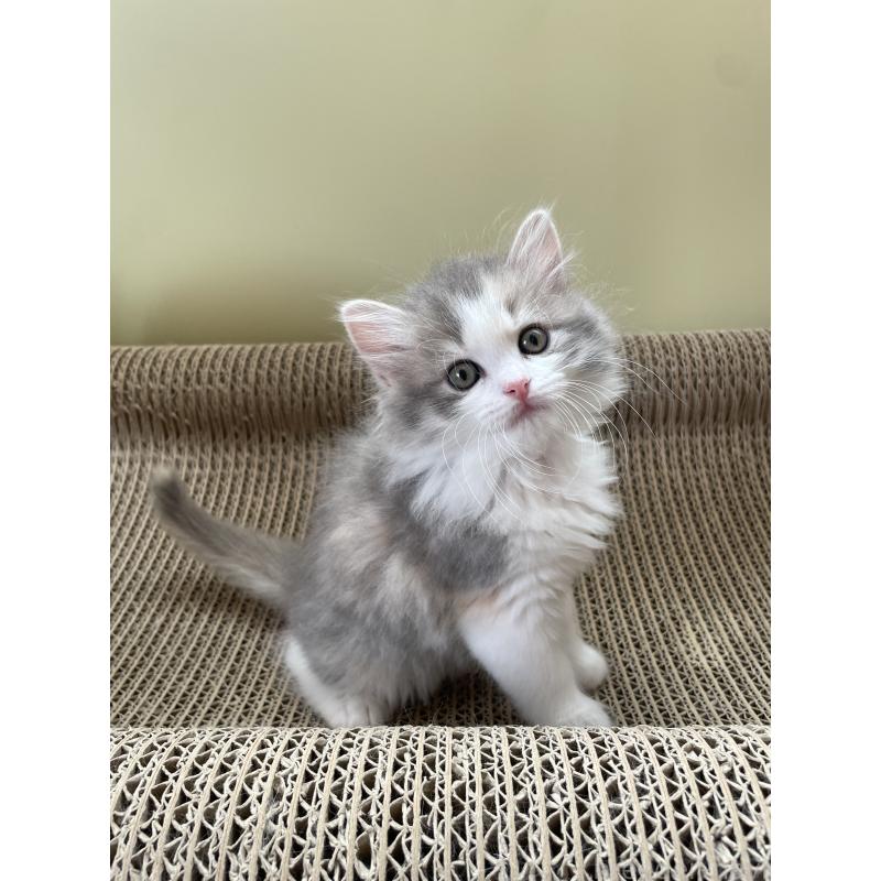 販売中の埼玉県のマンチカン-131120の5枚目