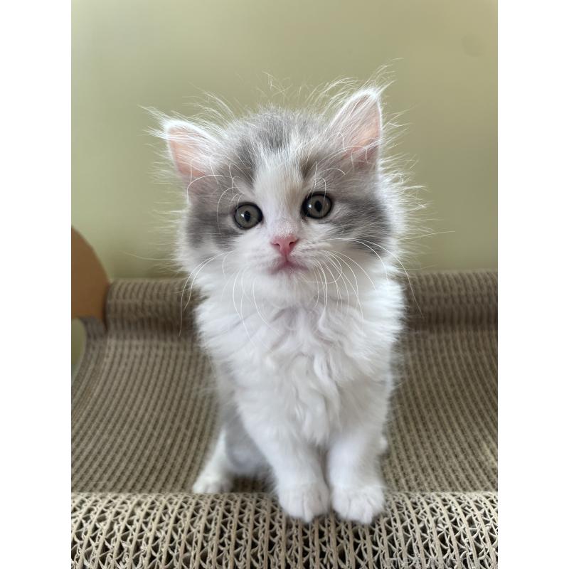 販売中の埼玉県のマンチカン-131120の4枚目