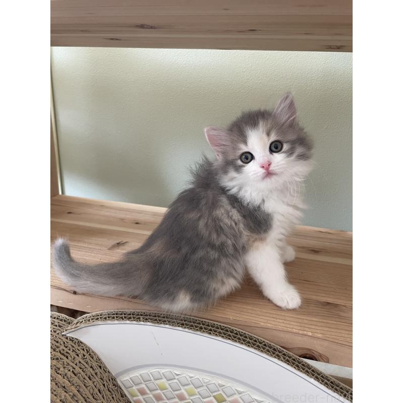 販売中の埼玉県のマンチカン-131120の3枚目