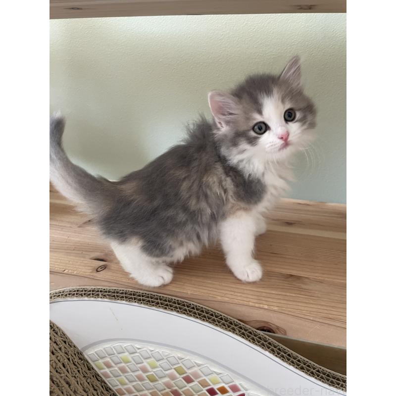 販売中の埼玉県のマンチカン-131120の2枚目