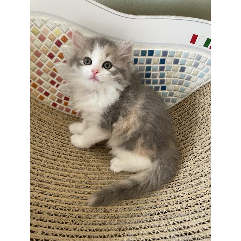 販売中の埼玉県のマンチカン-131120