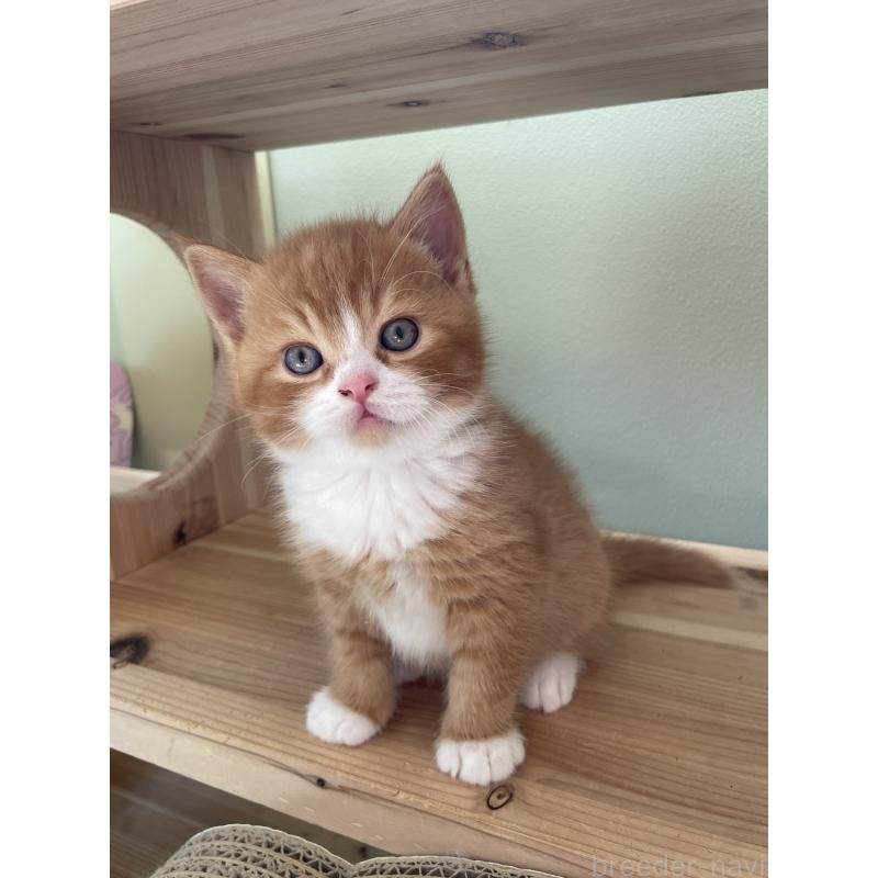 販売中の埼玉県のブリティッシュショートヘア-131121の8枚目