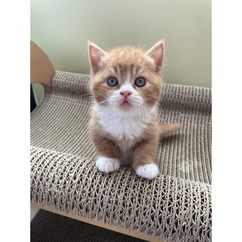 販売中の埼玉県のブリティッシュショートヘア-131121の7枚目