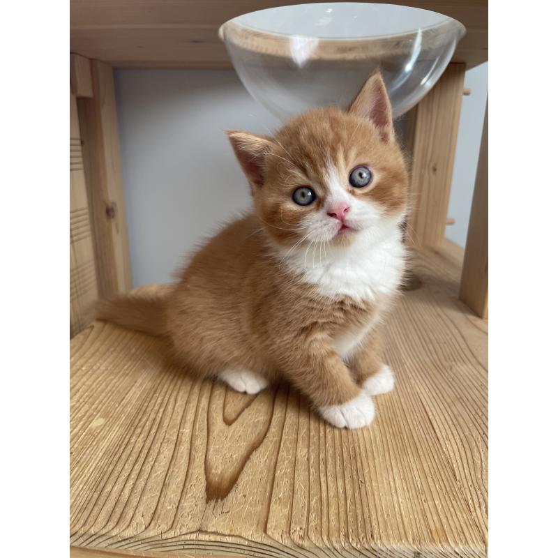 販売中の埼玉県のブリティッシュショートヘア-131121の6枚目