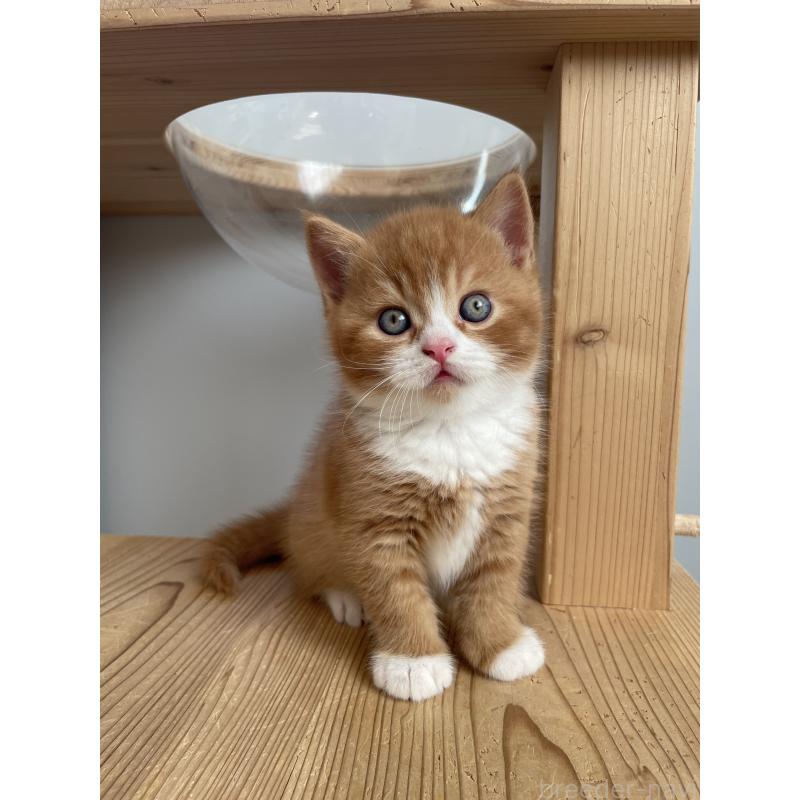 販売中の埼玉県のブリティッシュショートヘア-131121