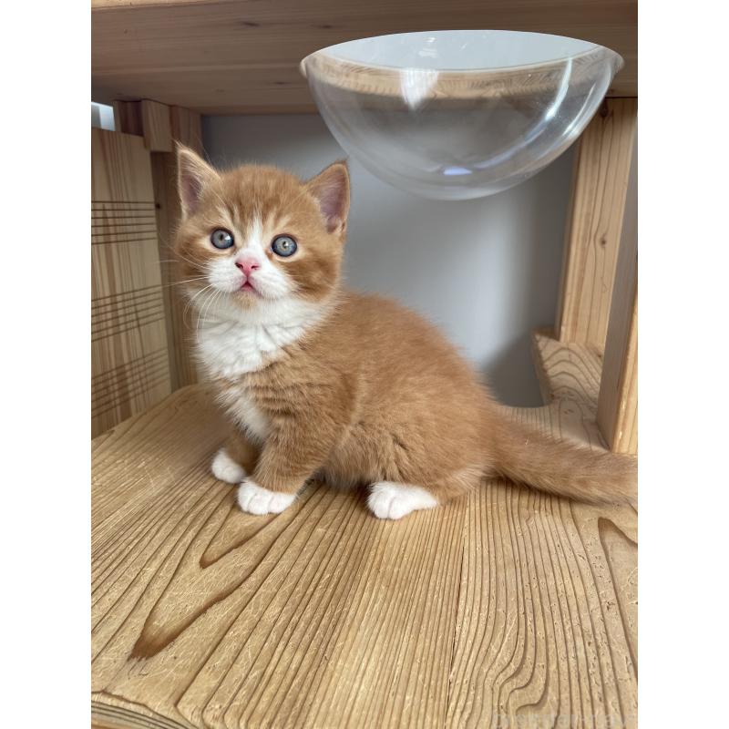 販売中の埼玉県のブリティッシュショートヘア-131121の5枚目