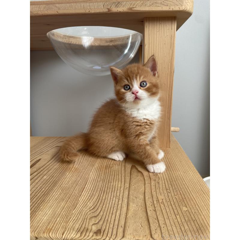 販売中の埼玉県のブリティッシュショートヘア-131121の4枚目