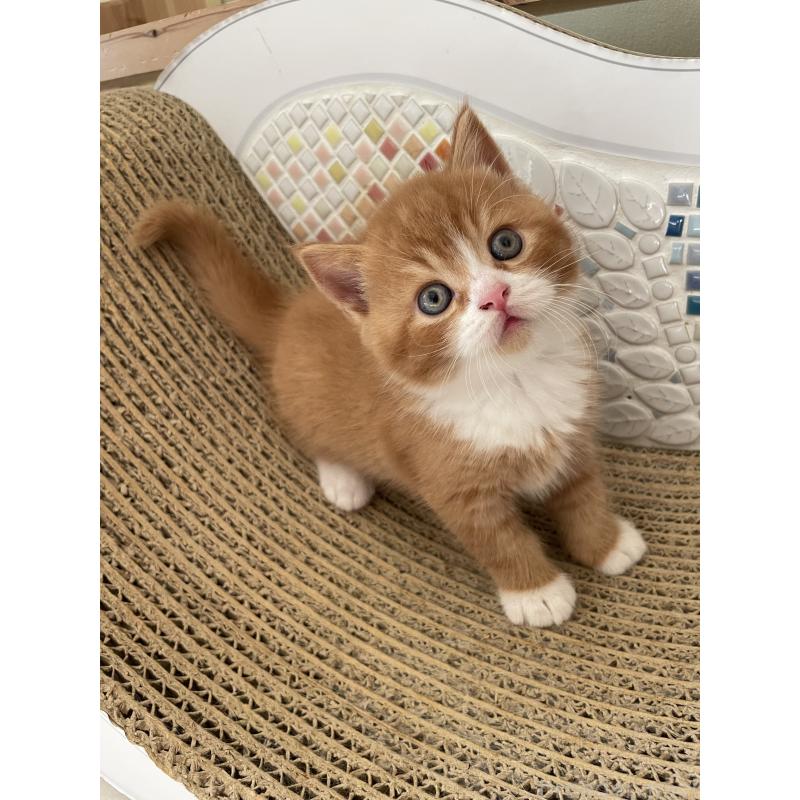 販売中の埼玉県のブリティッシュショートヘア-131121の3枚目