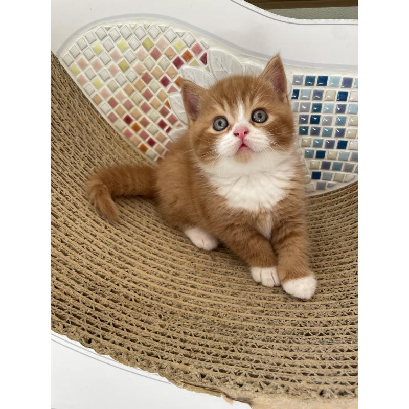 販売中の埼玉県のブリティッシュショートヘア-131121の2枚目