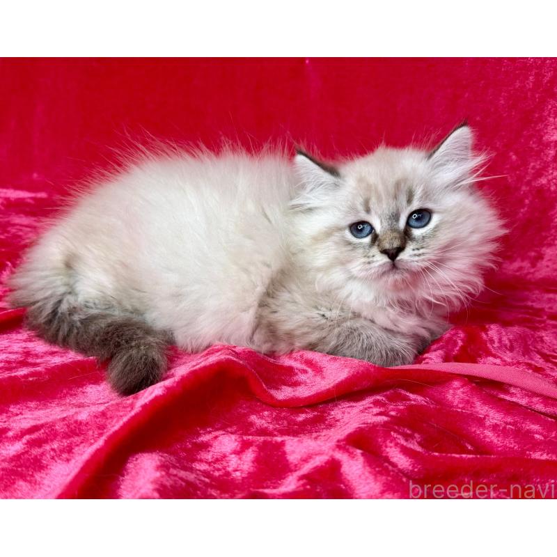 成約済の千葉県のサイベリアン-129464の6枚目