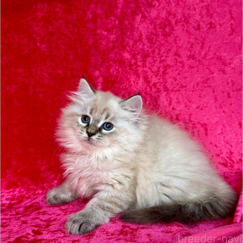 成約済の千葉県のサイベリアン-129464の5枚目