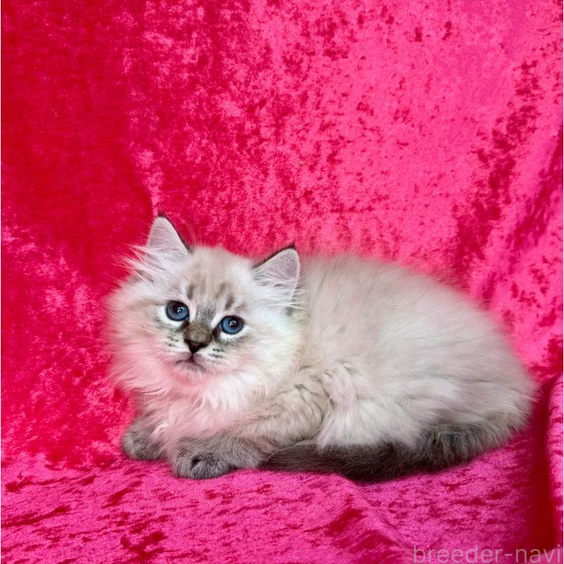 成約済の千葉県のサイベリアン-129464の3枚目