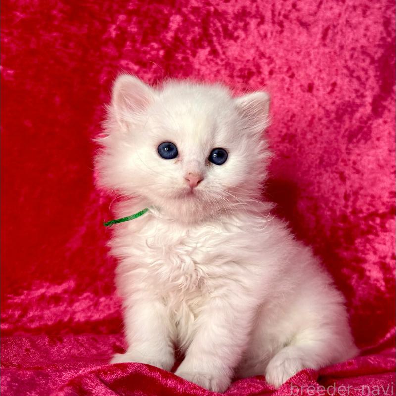 販売中の千葉県のサイベリアン-130327