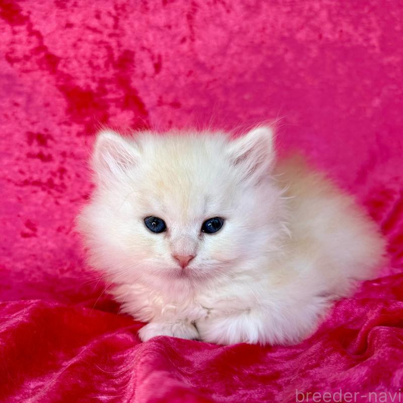 販売中の千葉県のサイベリアン-130326の8枚目